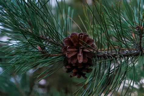 Beautiful Pine Cone On A Pine Green Branch Coniferous Forest Conifer