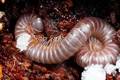 Millipede Eggs