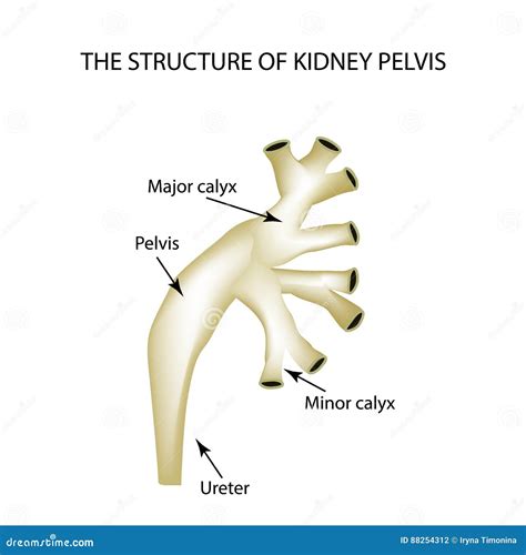 Renal Pelvis Histology Labeled