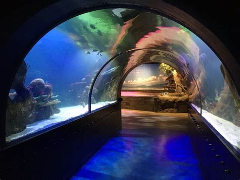 Shreveport Aquarium - 87 Photos - Aquariums - 601 Clyde Fant Pkwy ...