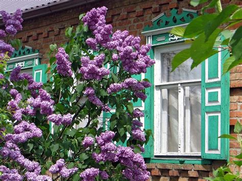 Сирень у дома (65 фото) » НА ДАЧЕ ФОТО