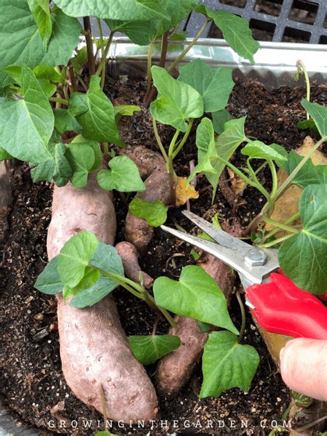 A Fast And Easy Way To Make Sweet Potato Slips Growing In The Garden Sweet Potato Slips Sweet