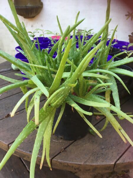 Aloe Vera Plant The First Aid Medicinal Plant For Skin Conditions