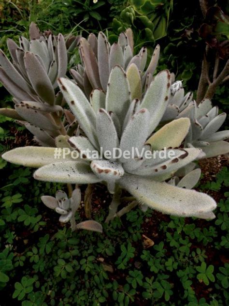 Kalanchoe tomentosa