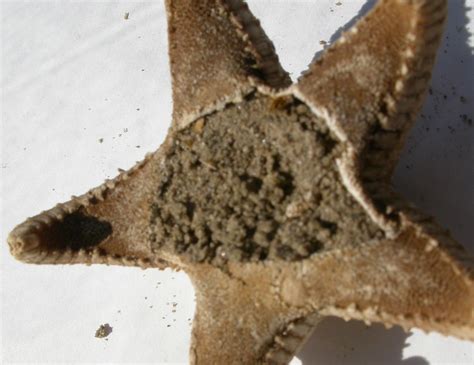 The Echinoblog: How many starfish species are there?? Where do they ...