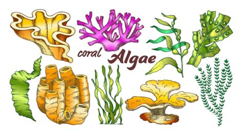 Algae Set Clipart PNG, Vector, PSD, and Clipart With Transparent ...