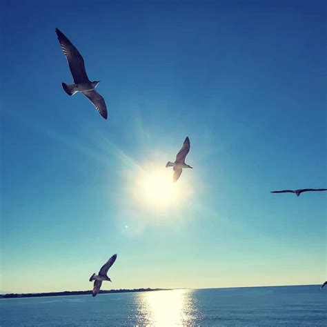 Speedboat Birdwatching Unique Bird Species In Zadar Archipelago