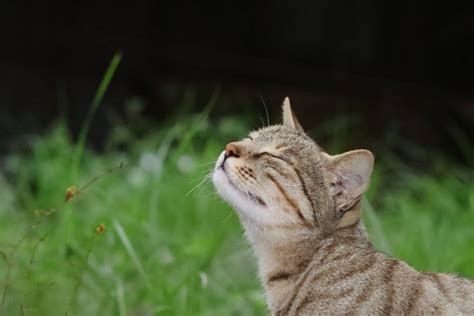 Nose Cancer In Cats: Causes, Symptoms & Treatment - Cats.com