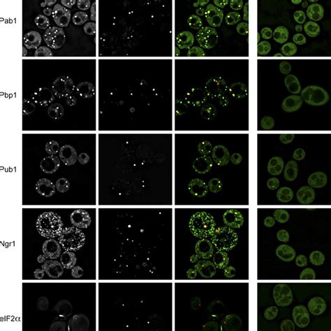 Candidate Yeast Stress Granule Proteins Form P Bodydistinct