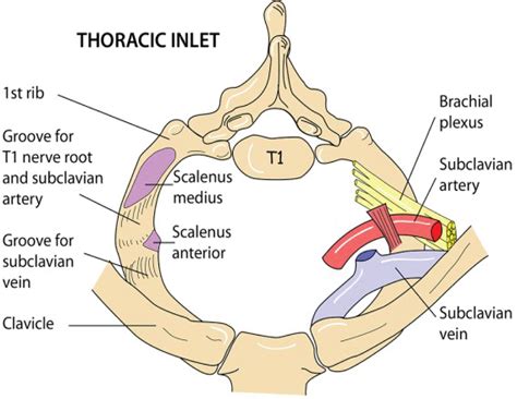 Ribs Anatomy Ligaments And Clinical Notes Kenhub 55 OFF