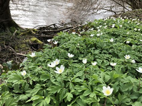Cardiff, Wales, UK - growing wild near a river? : r/whatsthisplant