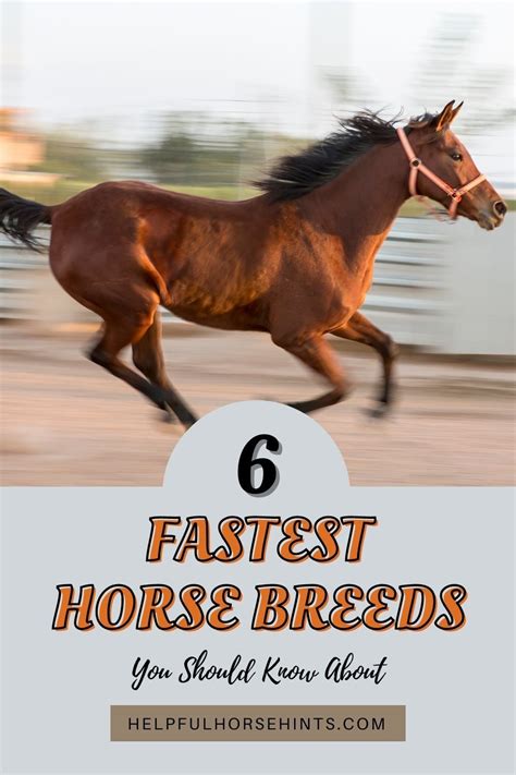 6 fastest horse breeds – Artofit