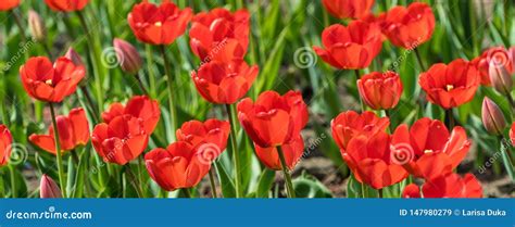 Los Tulipanes Rojos Coloridos Hermosos Florecen La Floraci N En Jard N