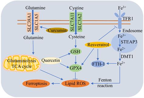 Ferroptosis And Its Role In Chronic Diseases Encyclopedia Mdpi