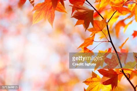 Couleurs De Lautomne Photo Getty Images