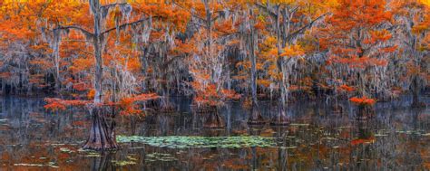 Caddo Lake Photography Report Cypress Trees In Fall Colors Photos