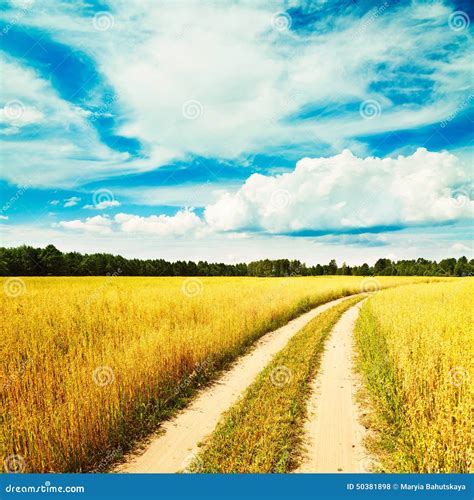 Sommer Landschaft Mit Hafer Feld Und Land Straße Stockfoto Bild von