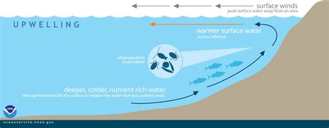 CLASSIC Case of Upwelling