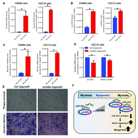 Expression Analysis Of Circnfix And Downstream Targets A Relative