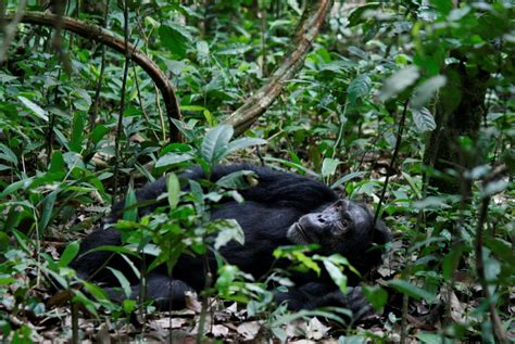 3 Days Kibale Chimpanzee Habituation Safari