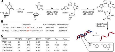 Design Synthesis And Properties Of Photochromic Oligonucleotides A