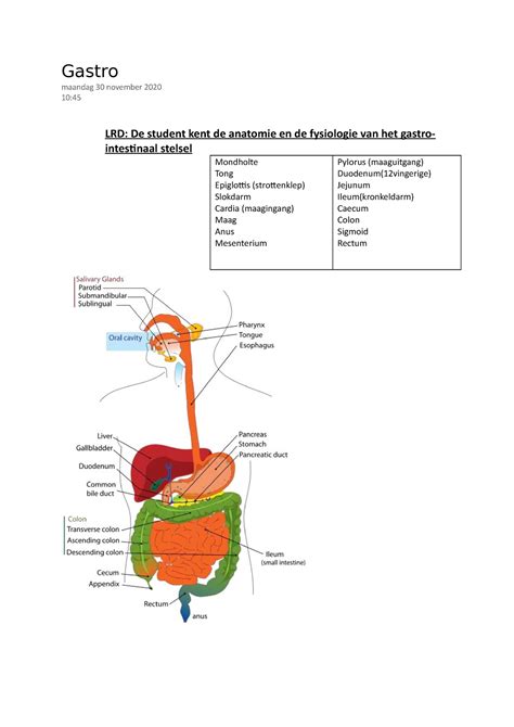 Gastro Anatomie En Pathologie Darmstelsel Soorten Maagsondes