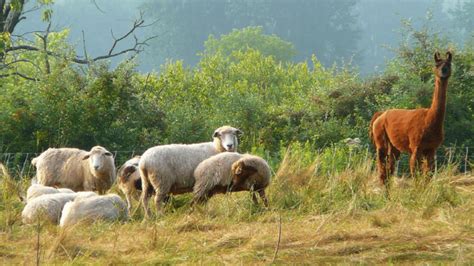 Guard Alpacas: What Farm Animals Can Alpacas Protect?