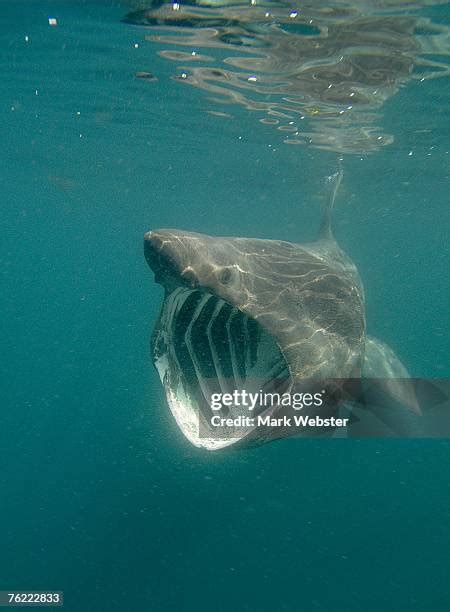 Basking Shark Uk Photos and Premium High Res Pictures - Getty Images