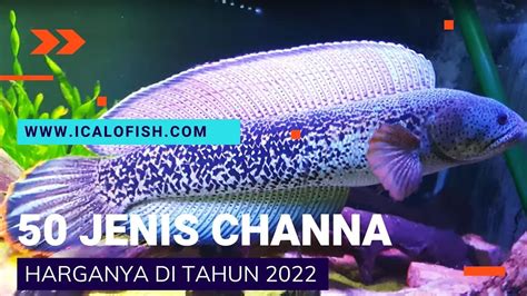 Jenis Ikan Channa Dan Harganya Youtube