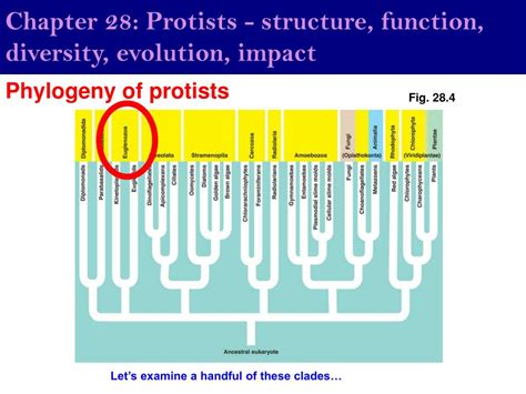 Ppt Chapter 28 Protists Structure Function Diversity Evolution Impact Powerpoint