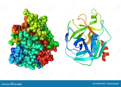 Human Granzyme B A Protein That Is Found In The Granules Of Natural