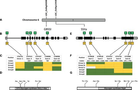 Frontiers Meta Qtl And Haplo Pheno Analysis Reveal Superior Haplotype