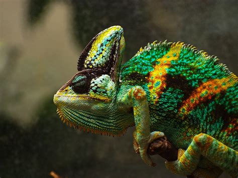 Самые колоритные хамелеоны » BigPicture.ru