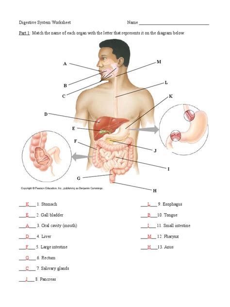 Digestive System Organs Answers Pdf Digestion Human