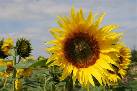 Free Images Field Flower Summer Botany Yellow Agriculture Flora