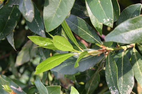 Bay Laurel Shrub Protecting Walter Reeves The Georgia Gardener