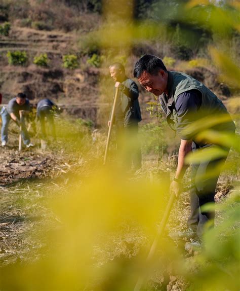 贵州：植树添新绿要闻图片中国政府网