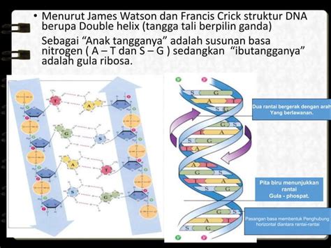 Kromosom Gen Dan Dna