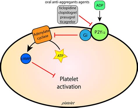 Antiplatelet Drugs Mechanism Of Action