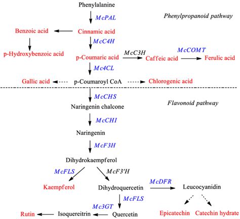 Proposed Phenylpropanoid And Flavonoid Biosynthetic Pathway In Bitter