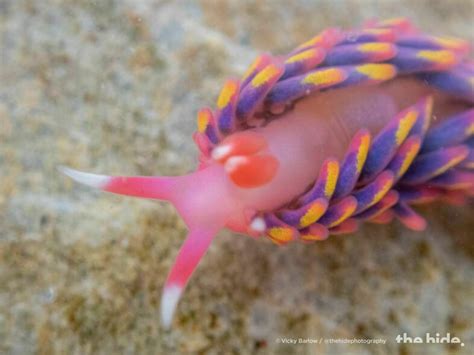 An 'extremely rare' rainbow sea slug was spotted along the coast of ...