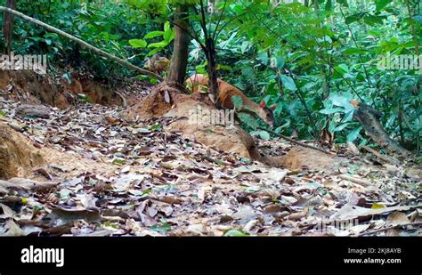 Rainforest mammals Stock Videos & Footage - HD and 4K Video Clips - Alamy