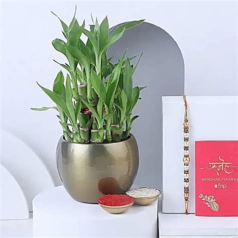 Buy Send Sneh Rakhi And A Two Layer Bamboo Plant Online Fnp