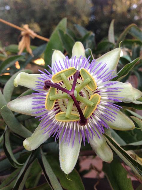 Passiflora caerulea comúnmente llamada mburucuyá burucuyá pasionaria