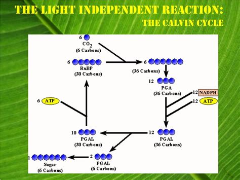 understanding photosynthesis  light energy  sugars