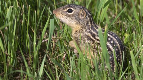 How do squirrels bulk up while hibernating? | Science | AAAS