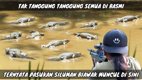 Berburu Biawk Moster Tua Penghuni Pohon Kanyu Dan Sungai Warga Poin