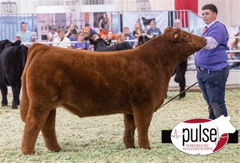 Kansas State Fair Maine Anjou Steers The Pulse