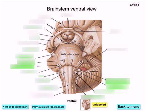 ANAT 2160 Brainstem Label Ventral View Diagram Quizlet