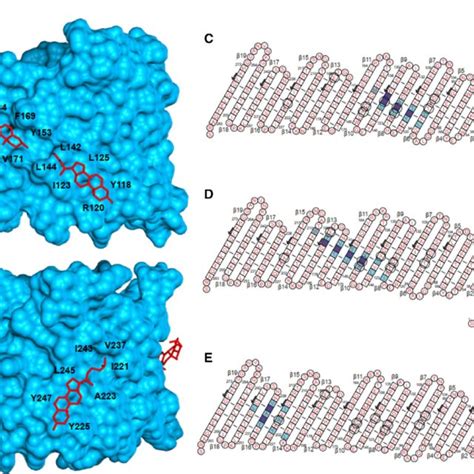 Interaction Of E73V HVDAC1 With Cholesterol A And B Show The Three